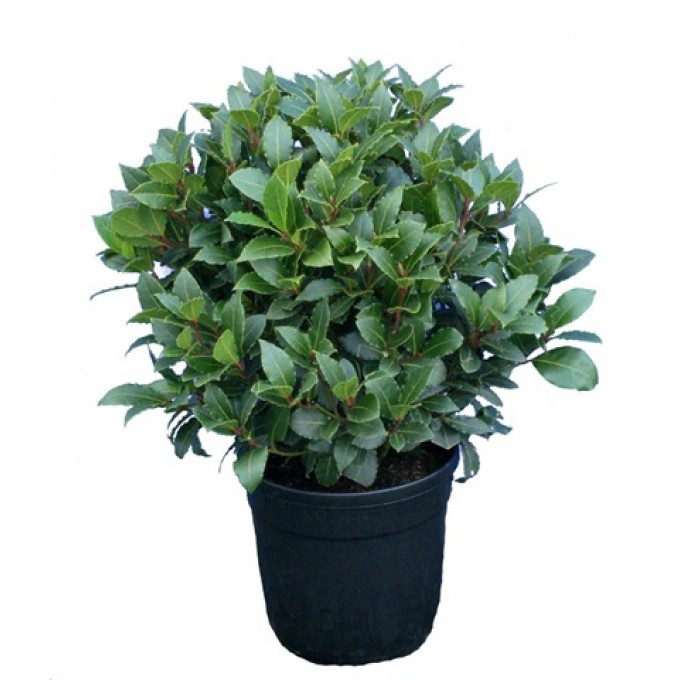 Лавр благородный