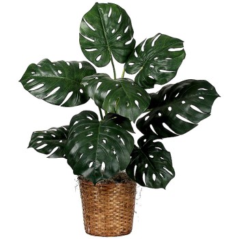 Монстера Монстера