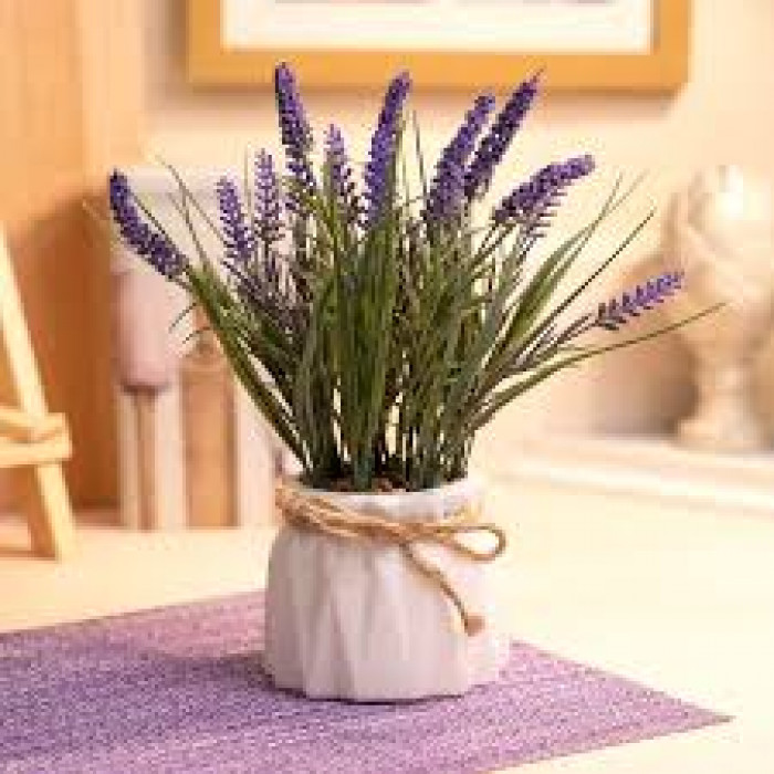 Лаванда в Кандыагаше