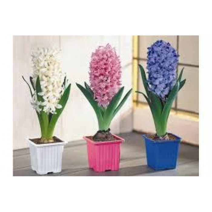 Гиацинты в Кандыагаше