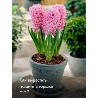 Розовые гиацинты