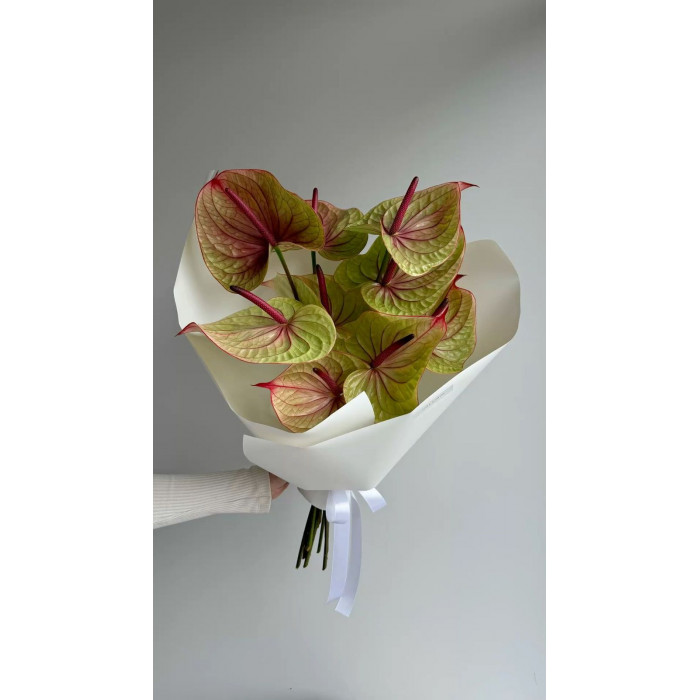 Антуриумы в Кандыагаше