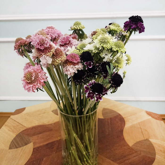 Скобиоза в Кандыагаше