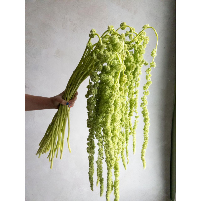 Амарантус в Кандыагаше