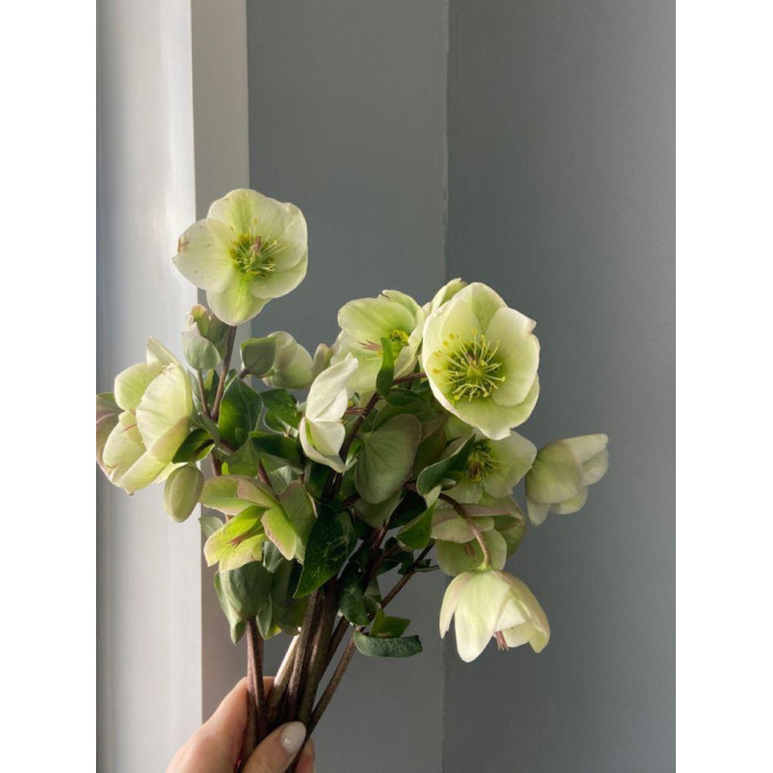 Хелеборус в Кандыагаше