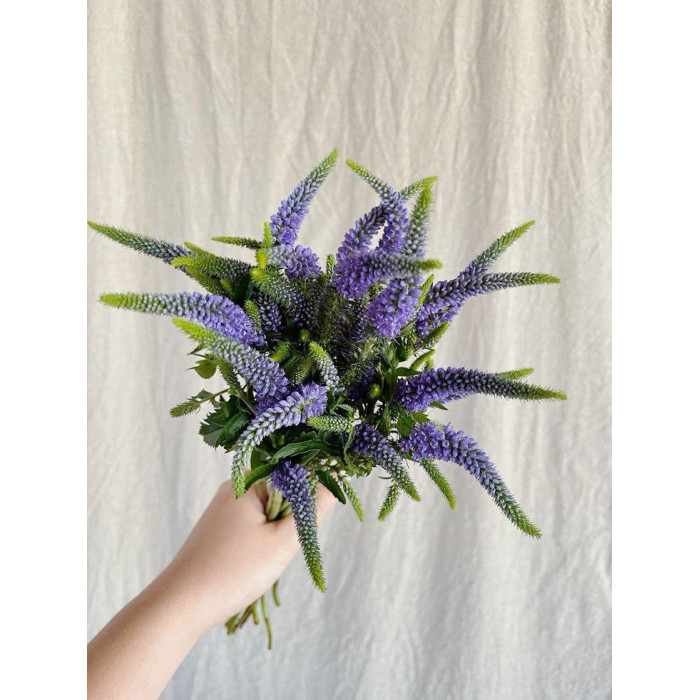 Вероника в Кандыагаше