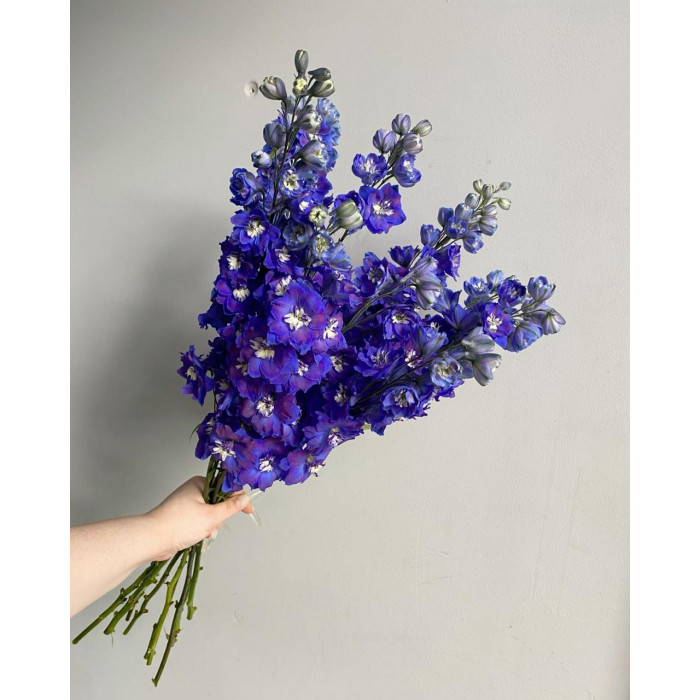 Делфиниум в Кандыагаше