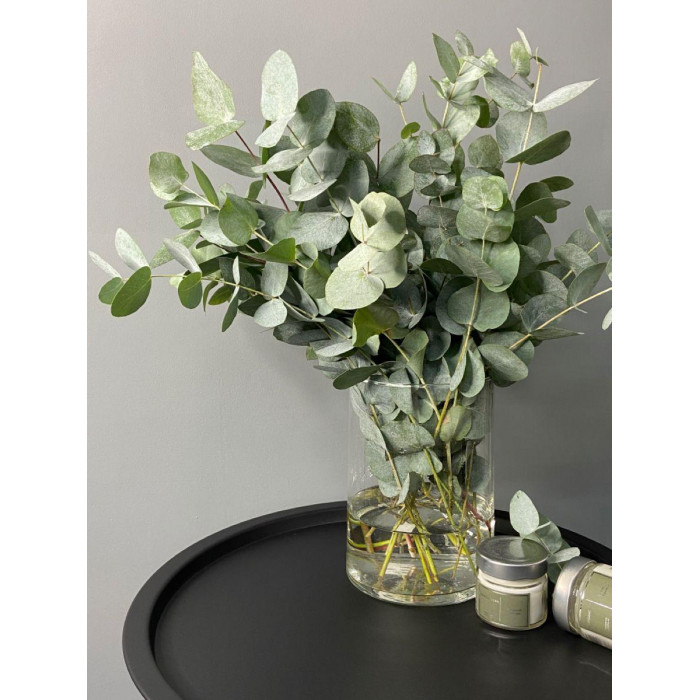 Эвкалипт в Кандыагаше