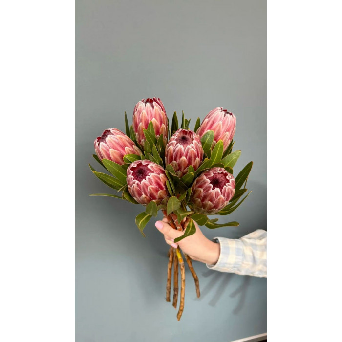 Протея в Кандыагаше