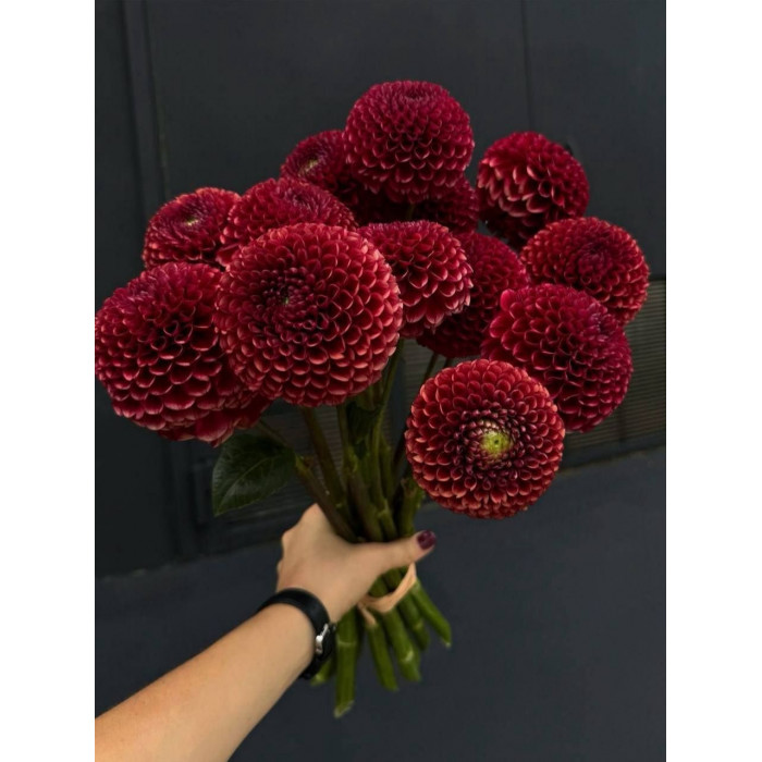 Георгины в Кандыагаше