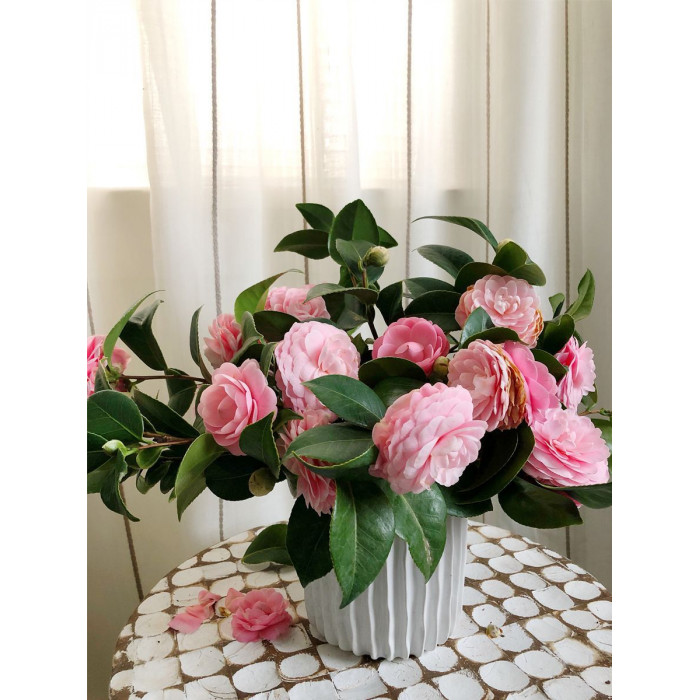 Камелия в Кандыагаше