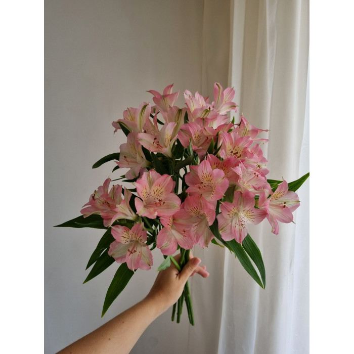 Альпиния в Кандыагаше