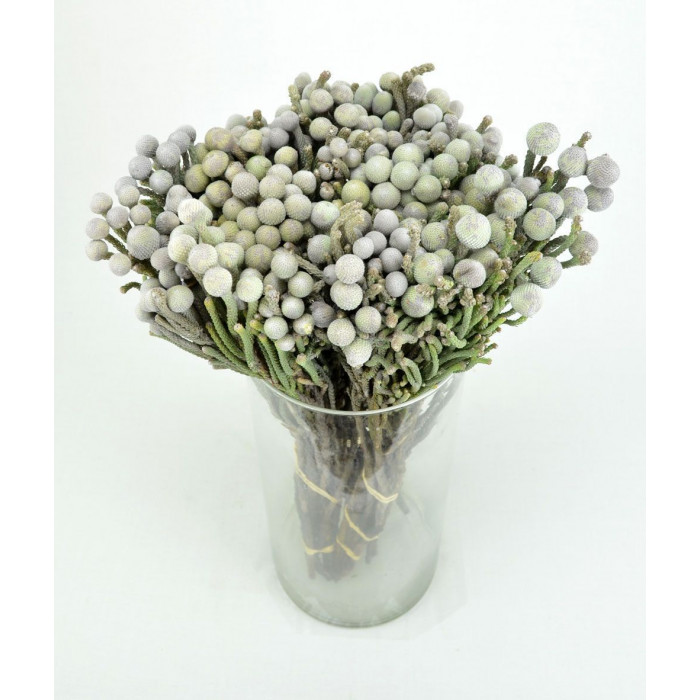 Бруния в Кандыагаше