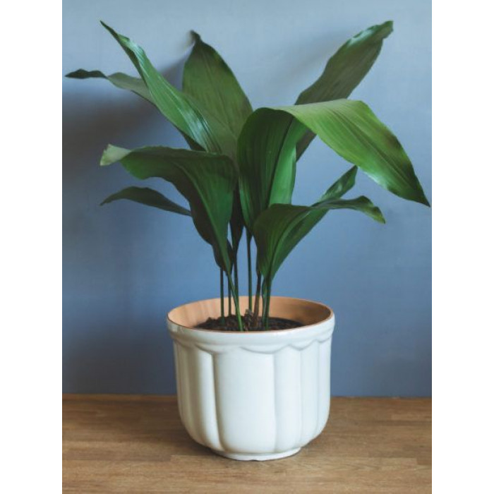 Аспидистра в Кандыагаше