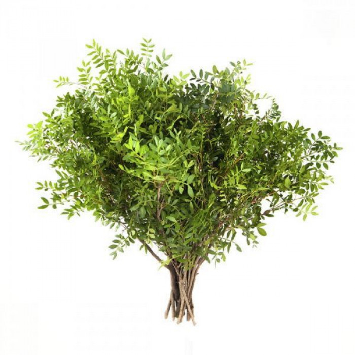 Писташ в Кандыагаше