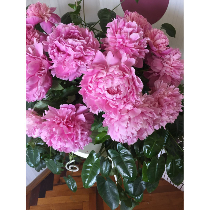 Пион древовидный в Кандыагаше