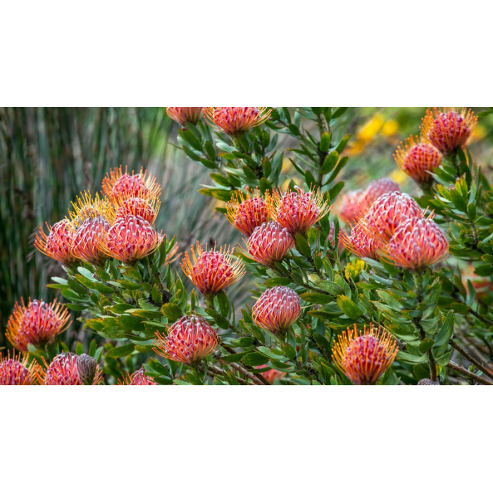 Леукоспермум в Кандыагаше