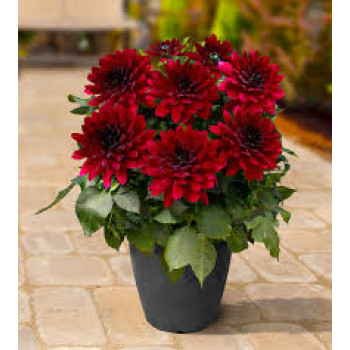 Красные георгины