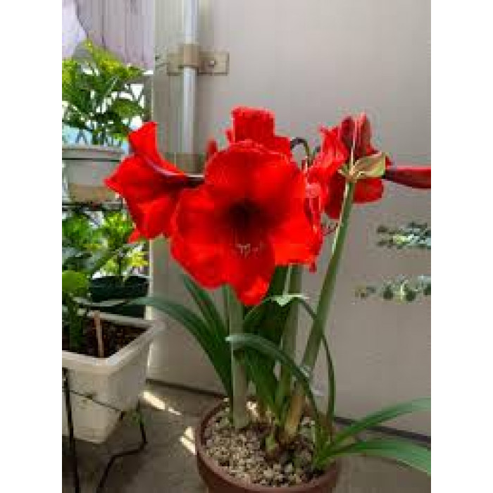 Амариллис в Кандыагаше