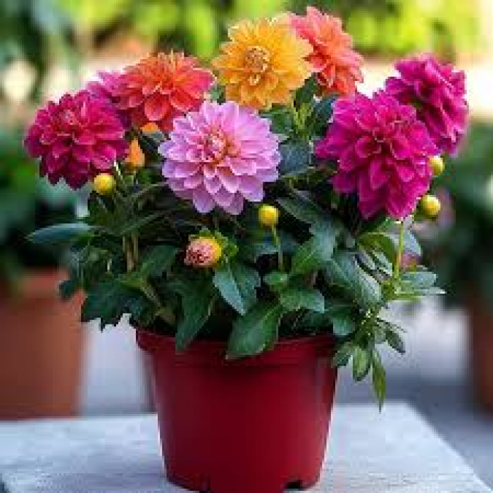 Георгины в Кандыагаше