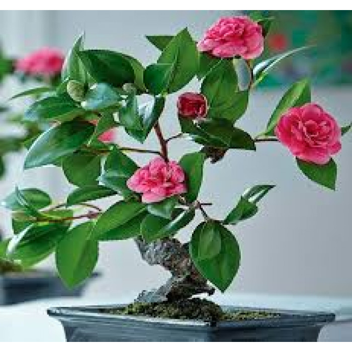 Камелия в Кандыагаше