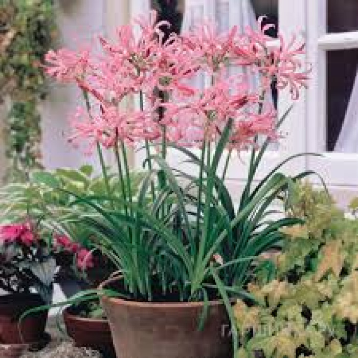 Нерине в Кандыагаше