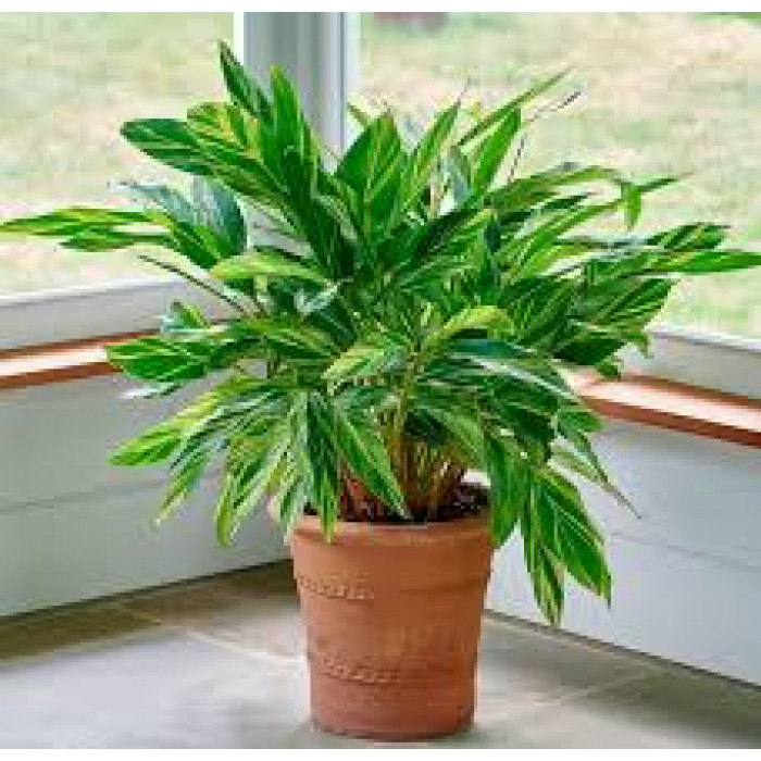 Альпиния в Кандыагаше