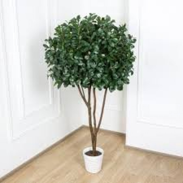 Рускус в Кандыагаше