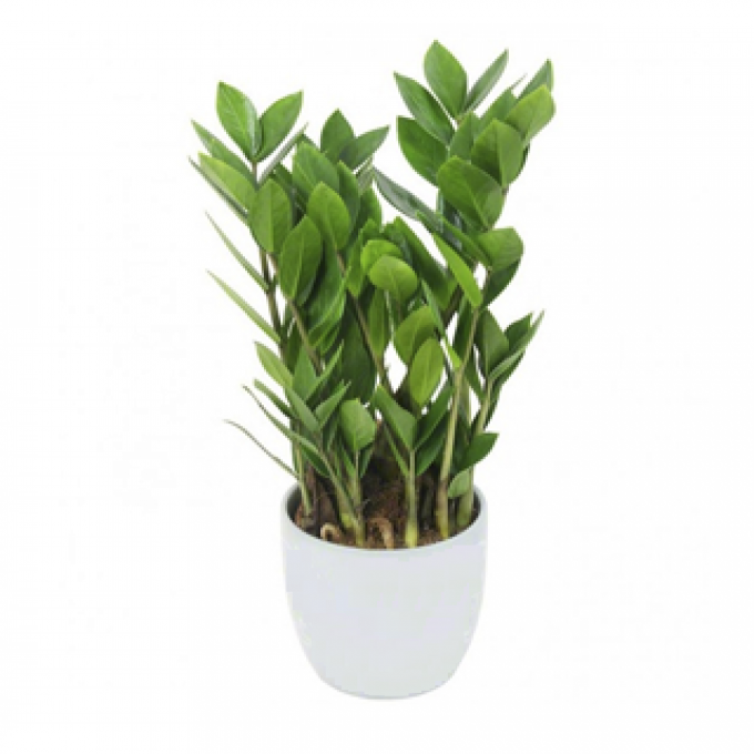 Замиокулькас Замиокулькас