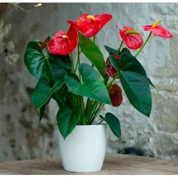 Антуриум Антуриум